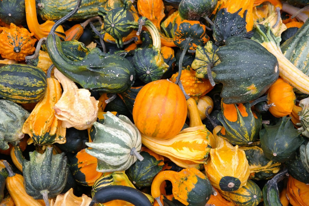 pumpkins-228474_1920